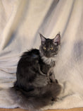 Load image into Gallery viewer, Black Smoke Maine Coon female - located in Toronto area
