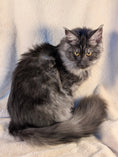 Load image into Gallery viewer, Black Smoke Maine Coon female - located in Toronto area
