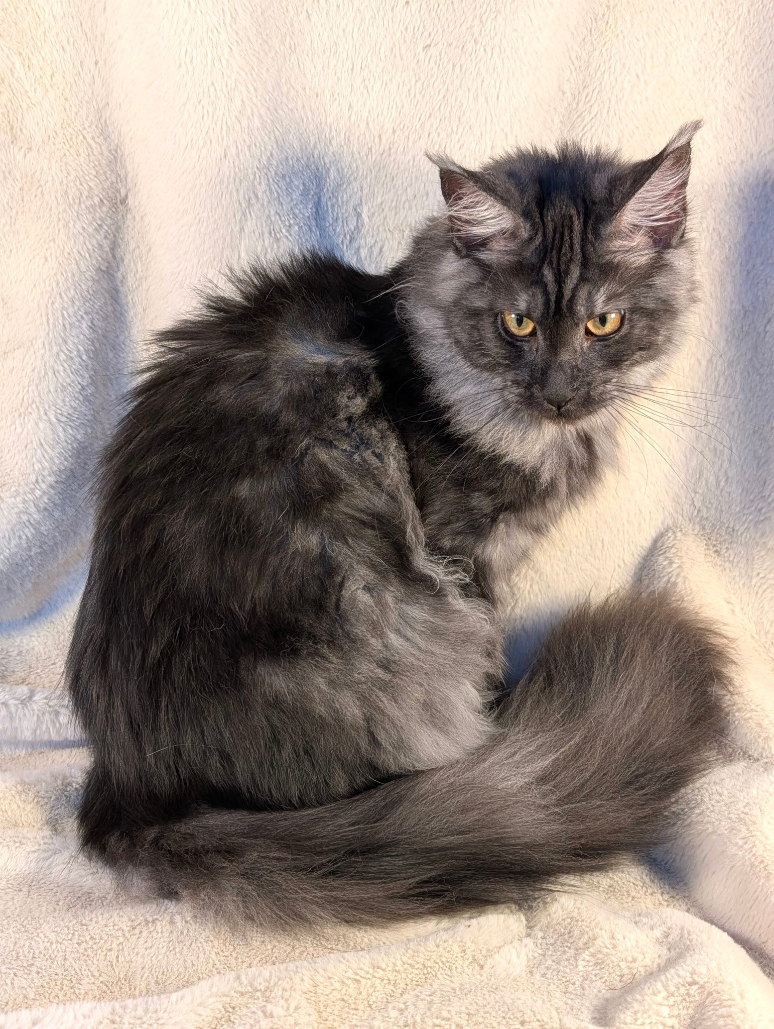 Black Smoke Maine Coon female - located in Toronto area