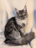 Load image into Gallery viewer, Black Smoke Maine Coon female - located in Toronto area
