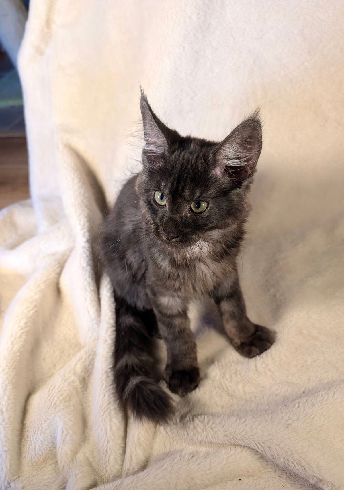 Black Smoke Maine Coon male - located in Toronto area
