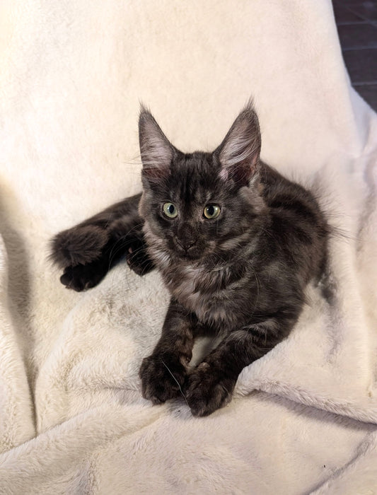 Black Smoke Maine Coon male - located in Toronto area