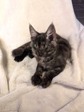 Load image into Gallery viewer, Black Smoke Maine Coon male - located in Toronto area
