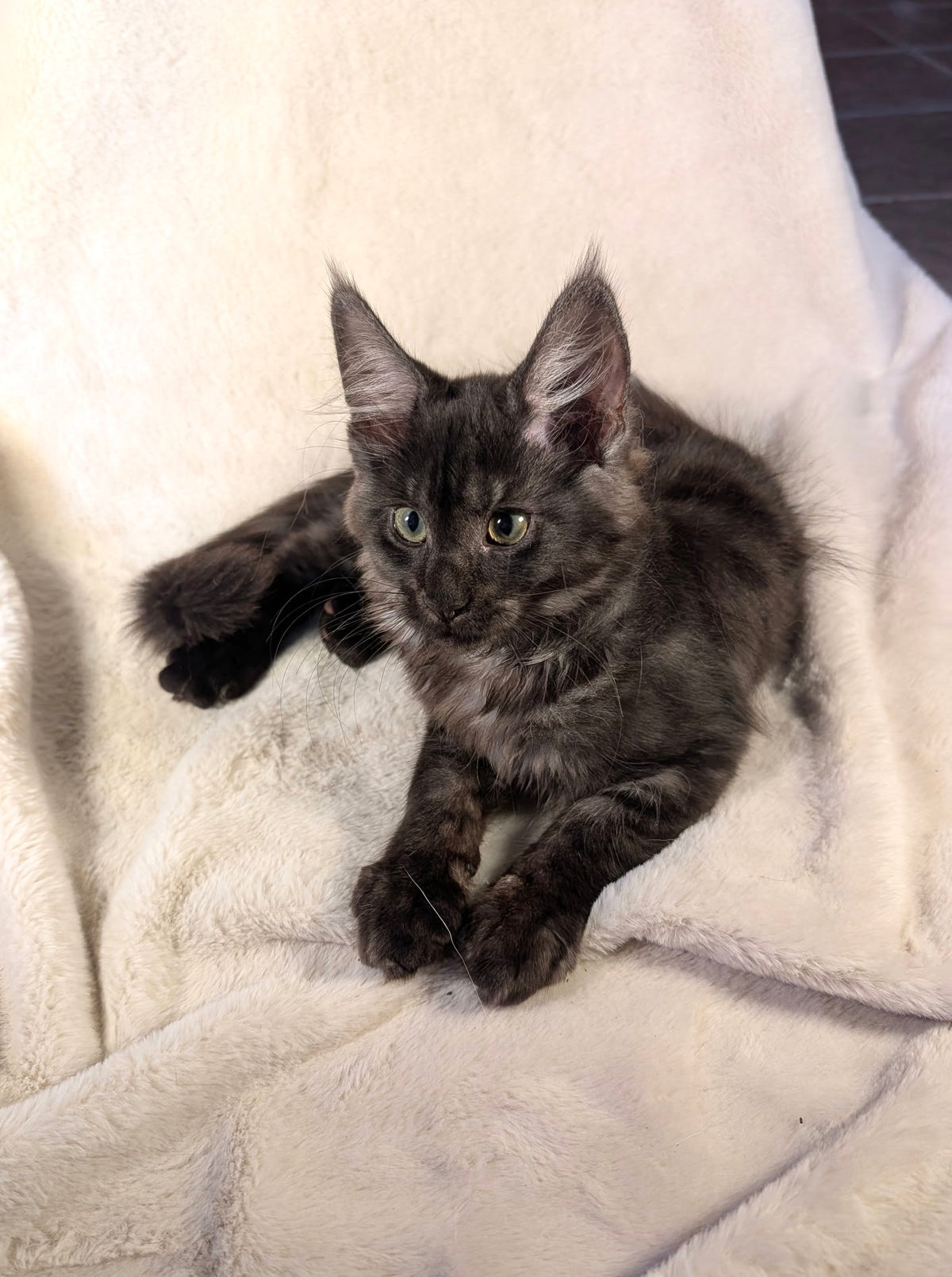 Black Smoke Maine Coon male - located in Toronto area