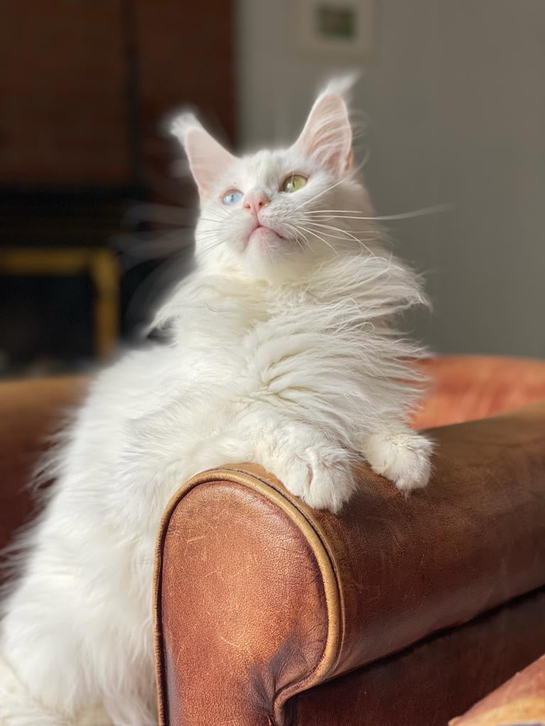 White Maine Coon female / Located in Ottawa area