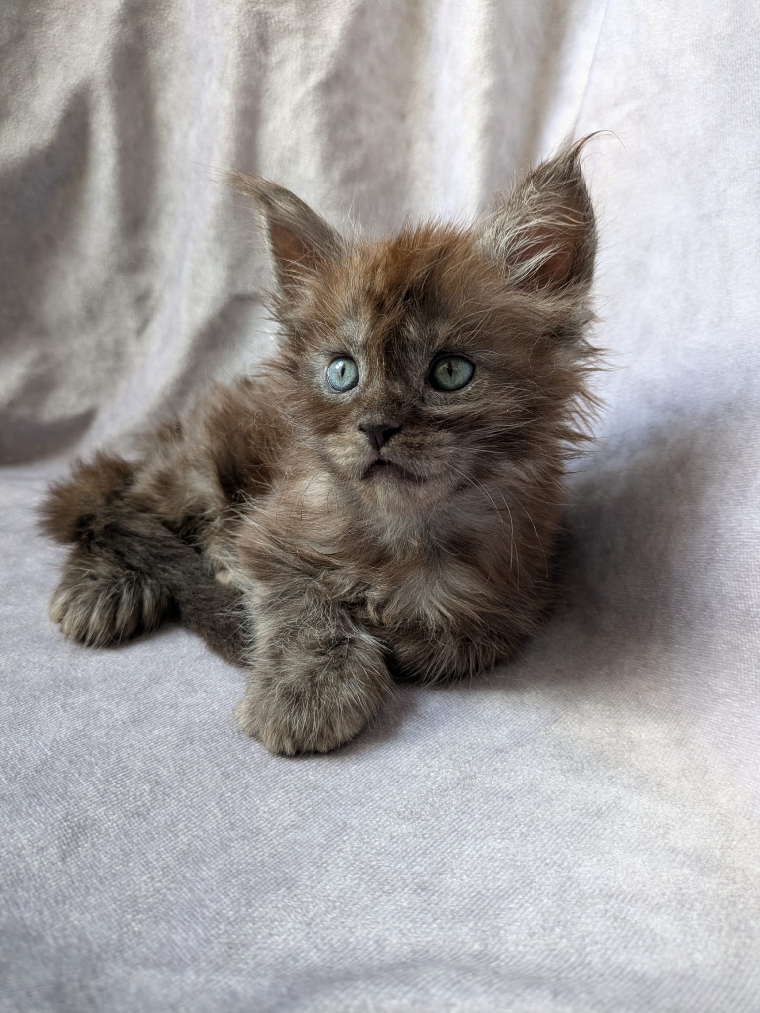 Black Smoke Maine Coon polydactyl Male / Located in Ottawa