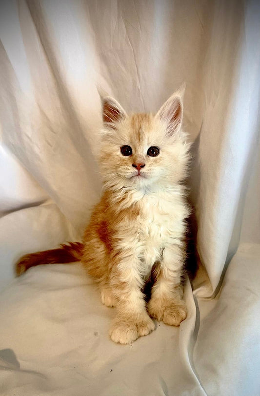 Red Silver Maine Coon Polydactyl male / Located in Rochester area, US