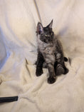 Load image into Gallery viewer, Black Smoke Maine Coon male - located in Toronto area
