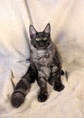 Load image into Gallery viewer, Black Smoke Maine Coon male - located in Toronto area

