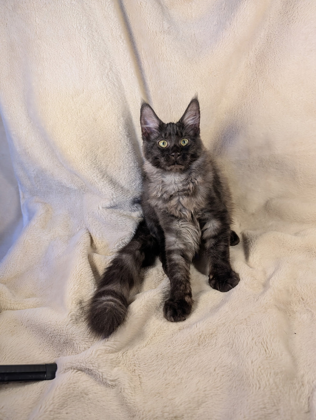 Black Smoke Maine Coon male - located in Toronto area