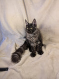 Load image into Gallery viewer, Black Smoke Maine Coon male - located in Toronto area
