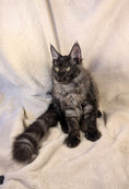 Load image into Gallery viewer, Black Smoke Maine Coon male - located in Toronto area
