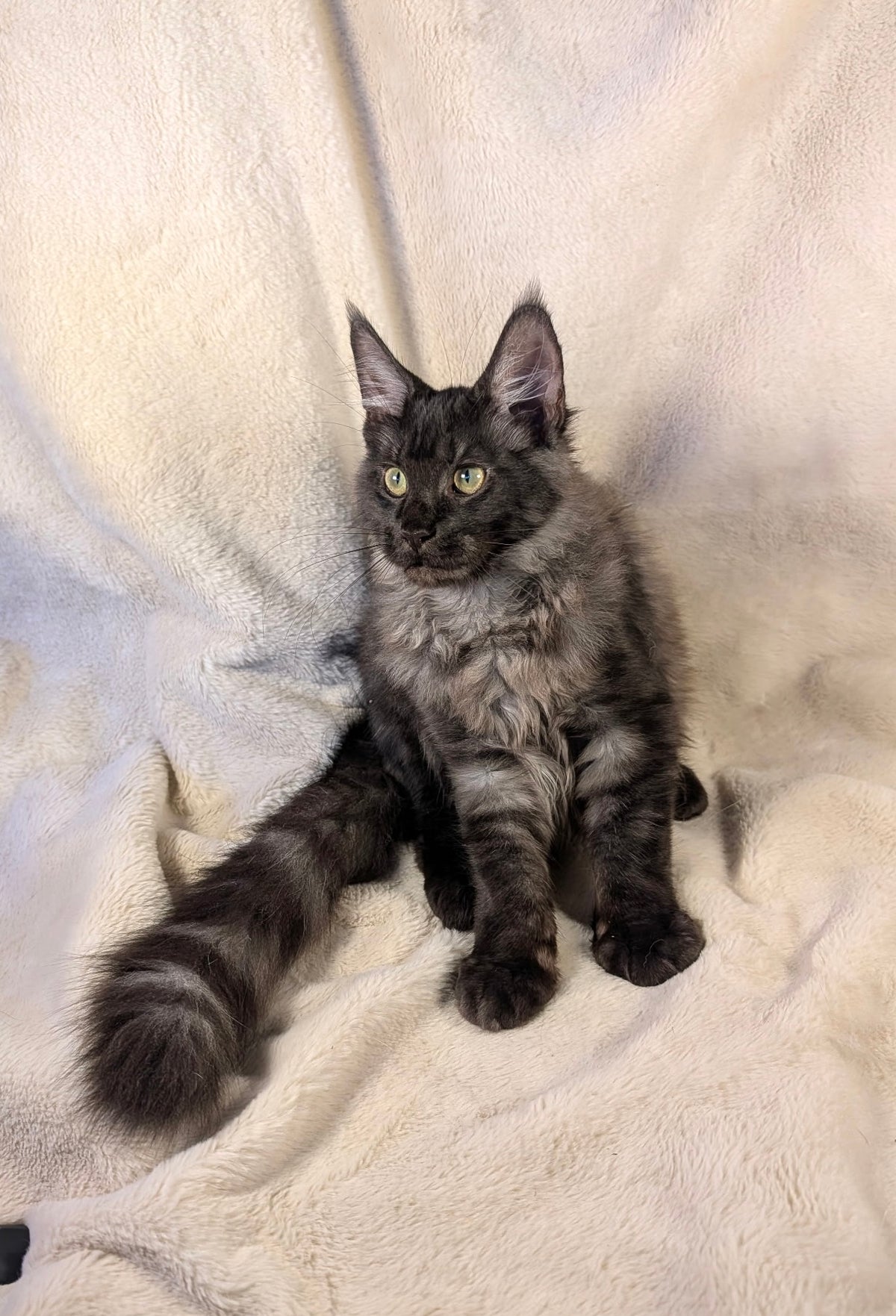 Black Smoke Maine Coon male - located in Toronto area