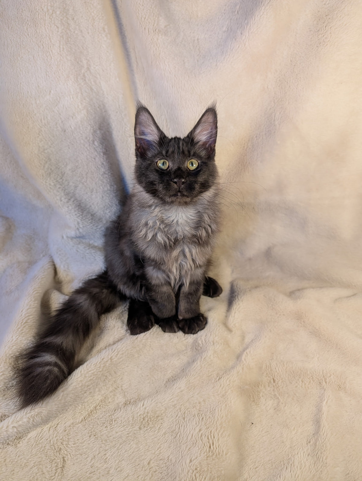 Black Smoke Maine Coon male - located in Toronto area