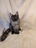 Load image into Gallery viewer, Black Smoke Maine Coon male - located in Toronto area
