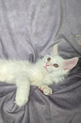 Load image into Gallery viewer, Red Shaded Maine Coon male / Located in Ottawa
