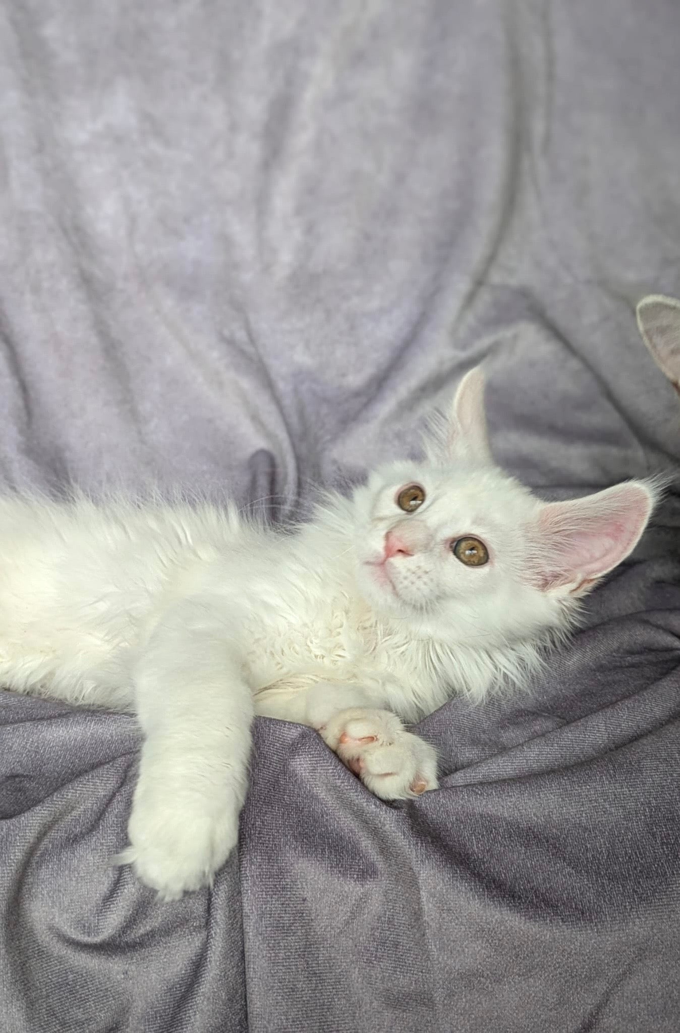 Red Shaded Maine Coon male / Located in Ottawa