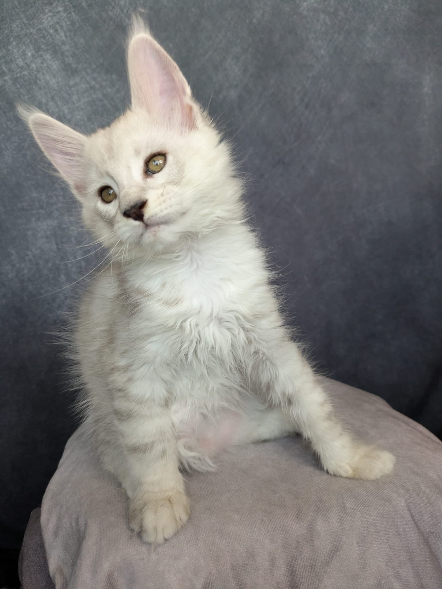 Black Silver Shaded Maine Coon male / Located in Ottawa