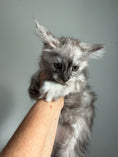 Load image into Gallery viewer, Silver Tortie with white with white Maine Coon polydactyl female / Located in Ottawa area
