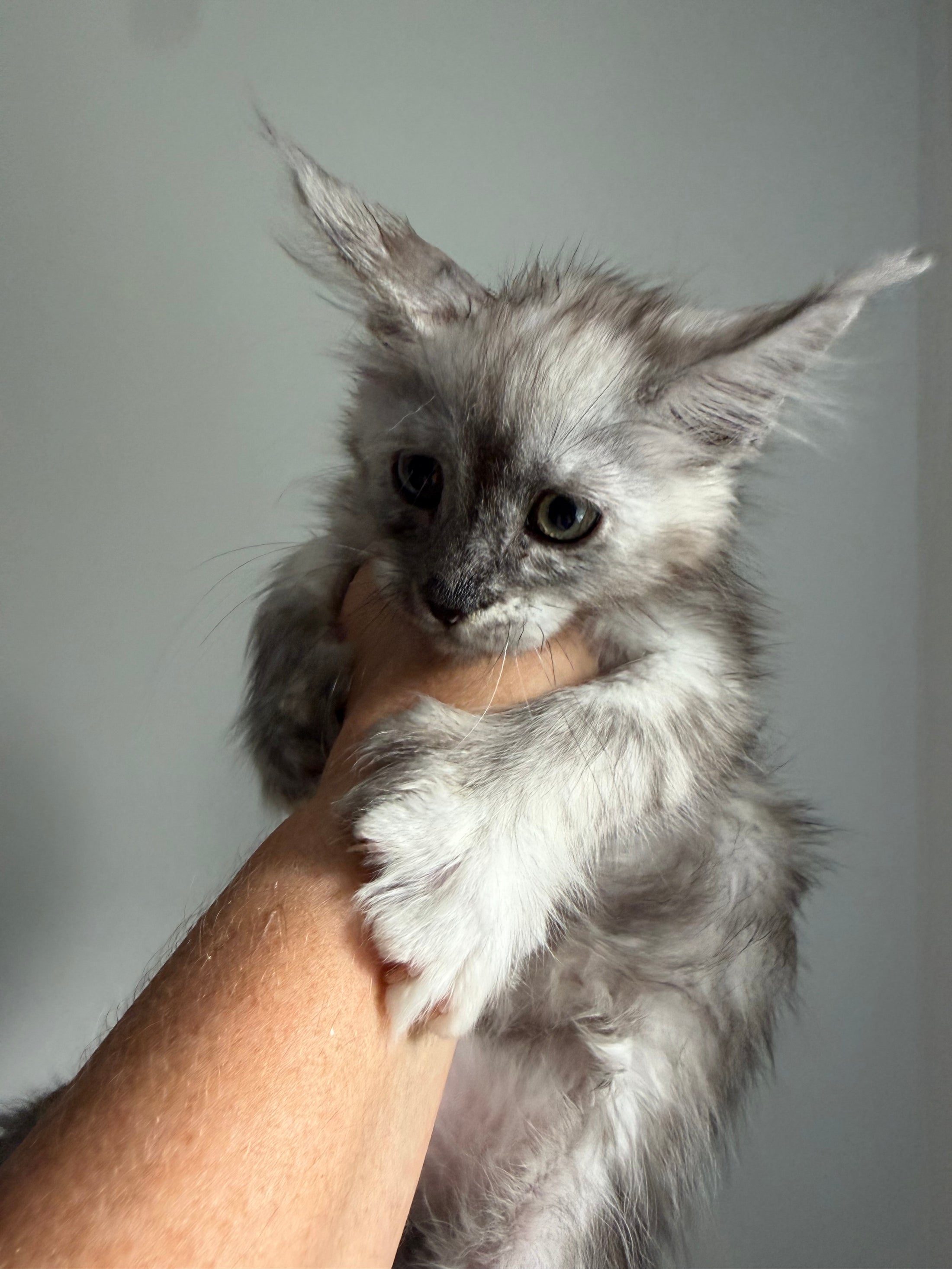 Silver Tortie with white with white Maine Coon polydactyl female / Located in Ottawa area