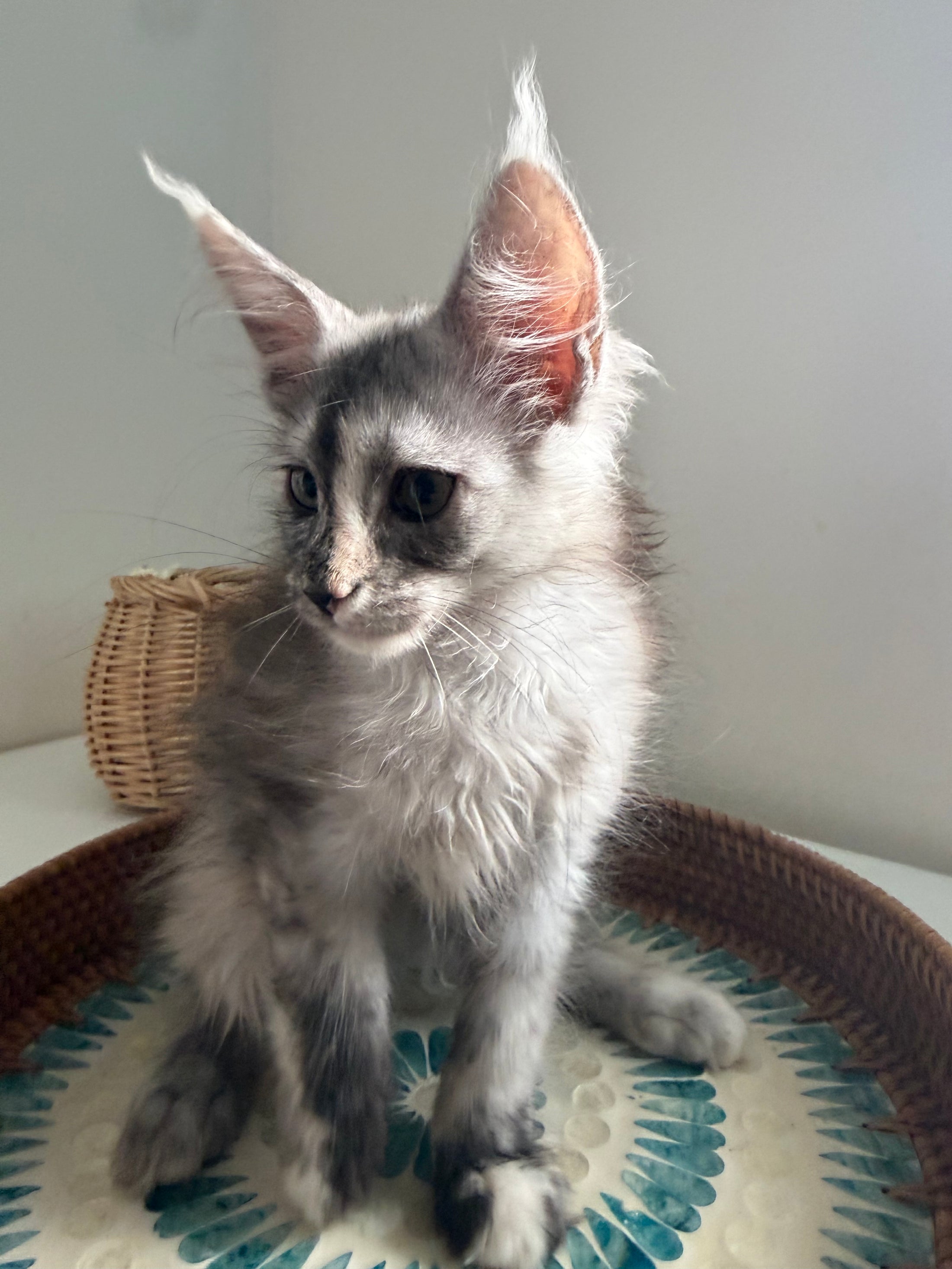 Silver Tortie Maine Coon female - 2 / Located in Ottawa area