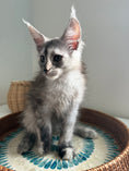 Load image into Gallery viewer, Silver Tortie Maine Coon female - 2 / Located in Ottawa area
