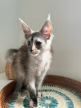 Load image into Gallery viewer, Silver Tortie Maine Coon female - 2 / Located in Ottawa area
