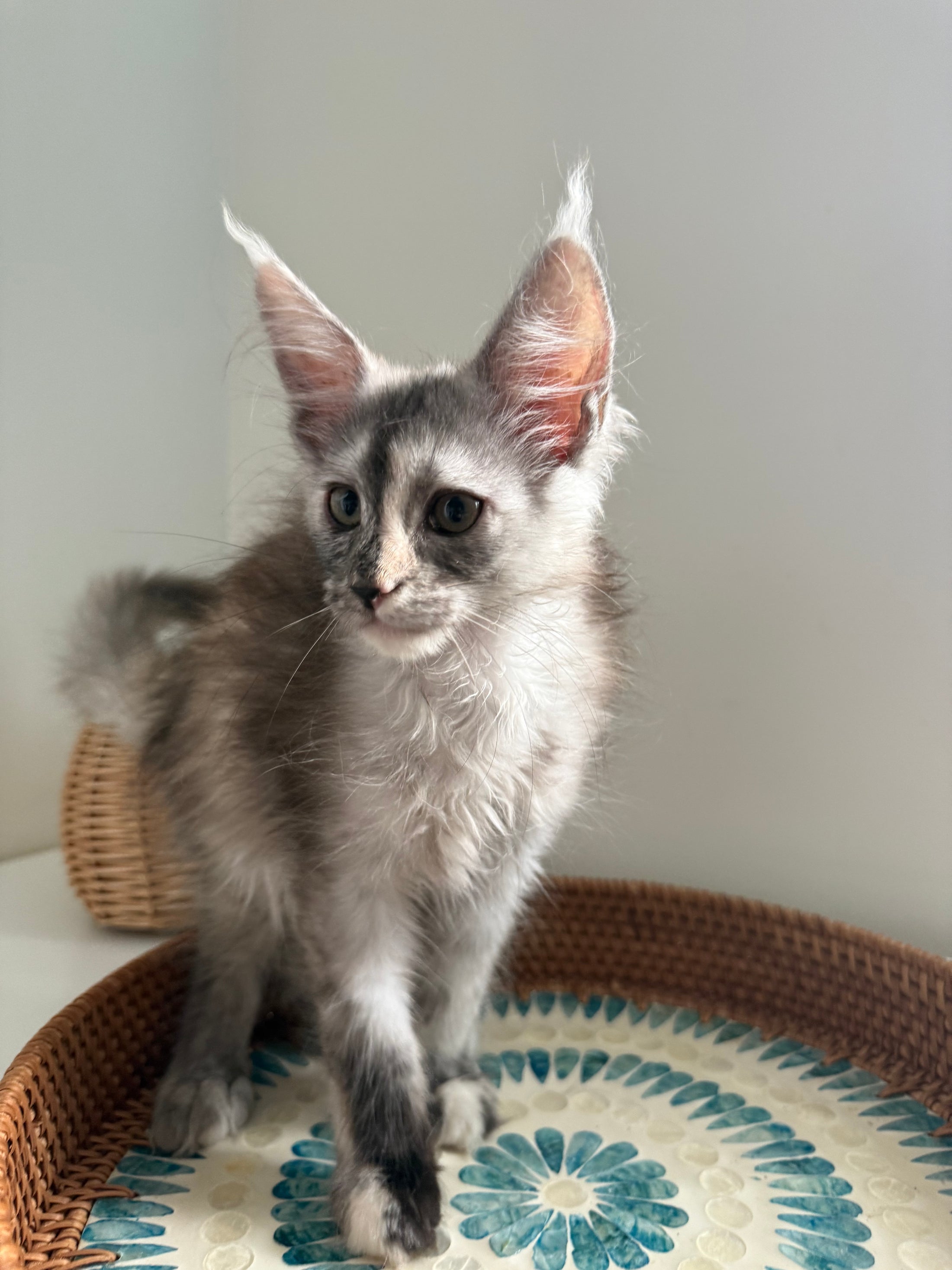 Silver Tortie Maine Coon female - 2 / Located in Ottawa area