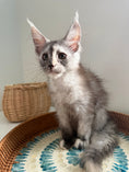 Load image into Gallery viewer, Silver Tortie Maine Coon female - 2 / Located in Ottawa area
