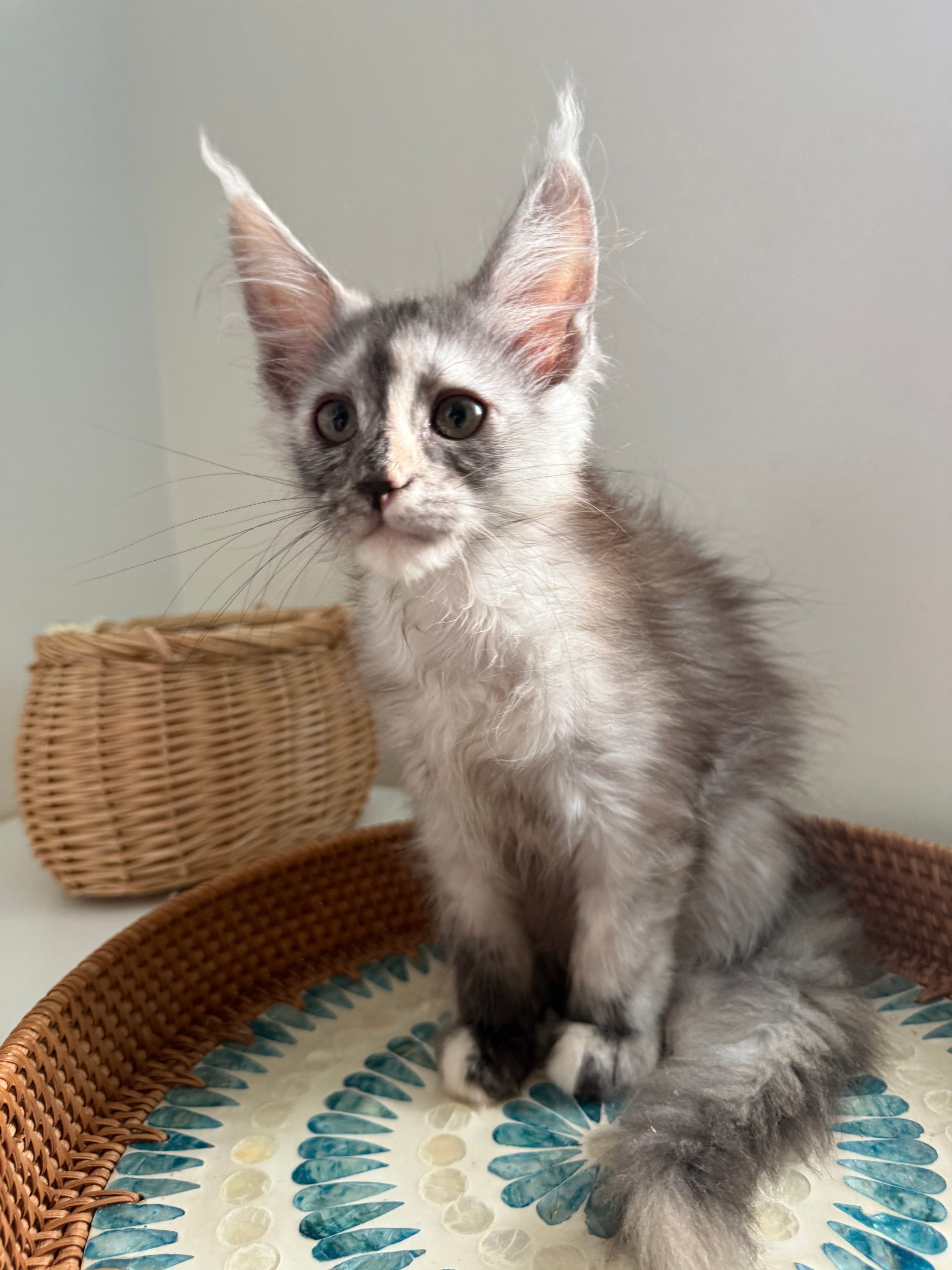 Silver Tortie Maine Coon female - 2 / Located in Ottawa area