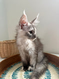 Load image into Gallery viewer, Silver Tortie Maine Coon female - 2 / Located in Ottawa area
