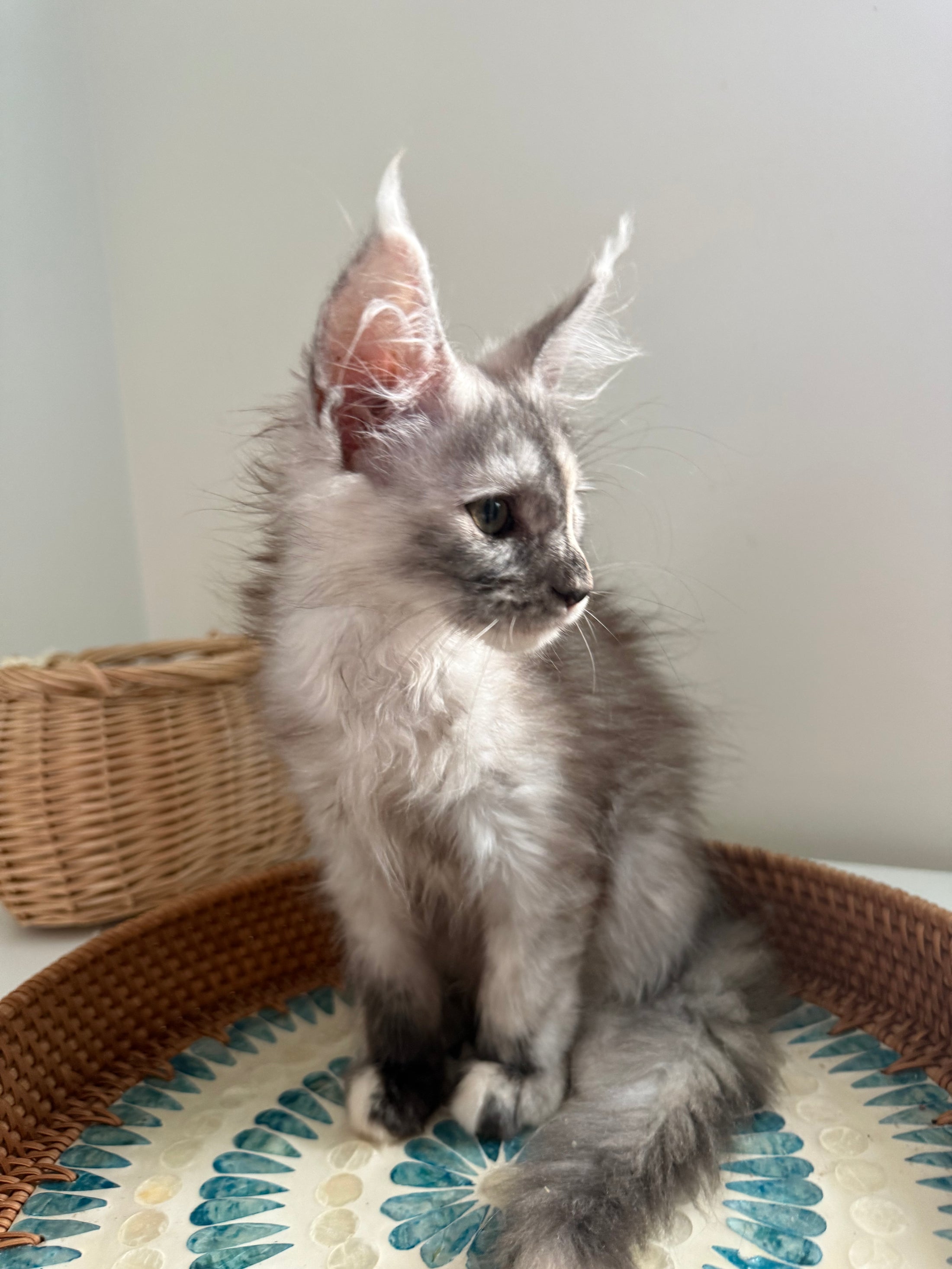 Silver Tortie Maine Coon female - 2 / Located in Ottawa area