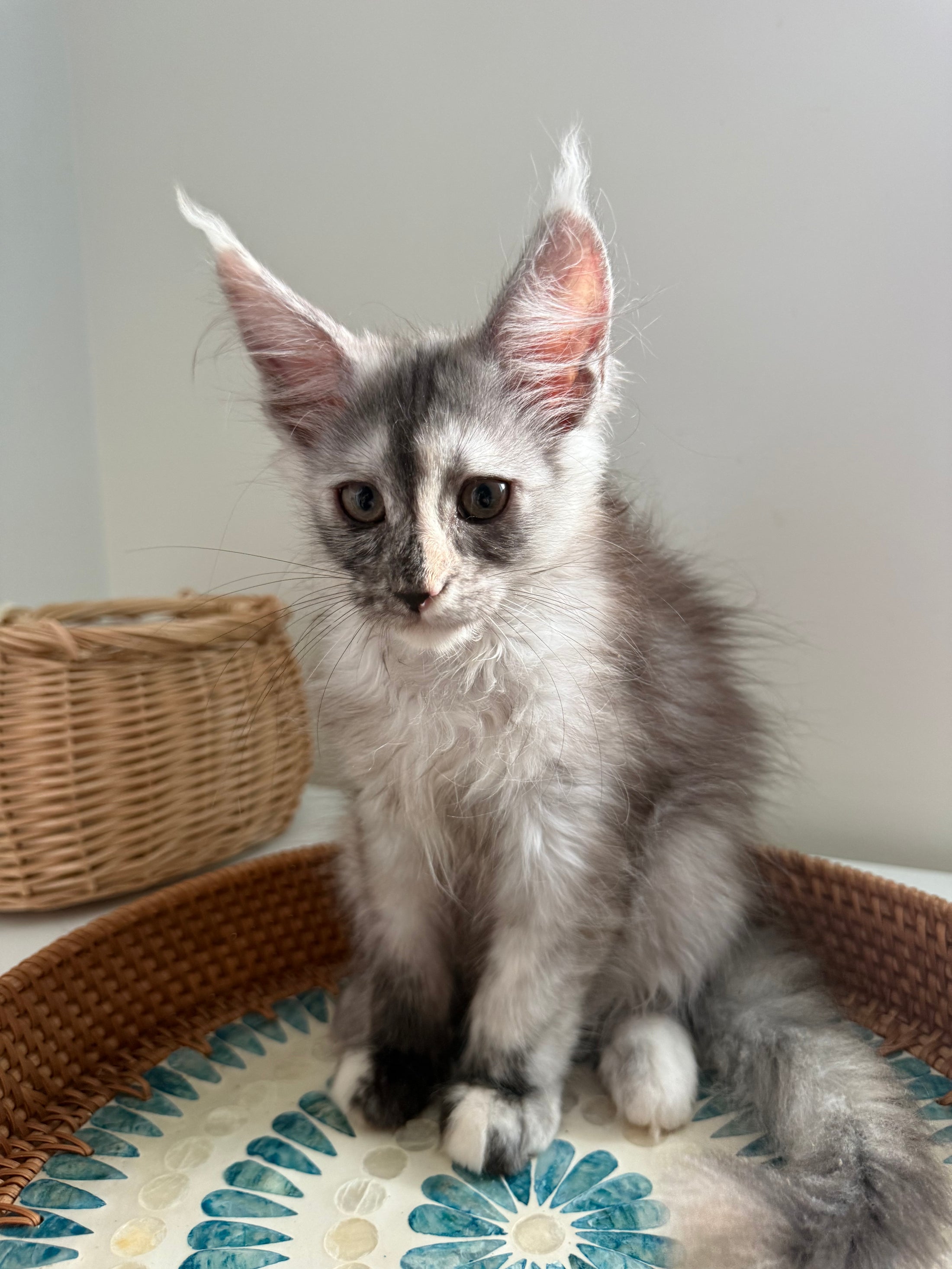 Silver Tortie Maine Coon female - 2 / Located in Ottawa area
