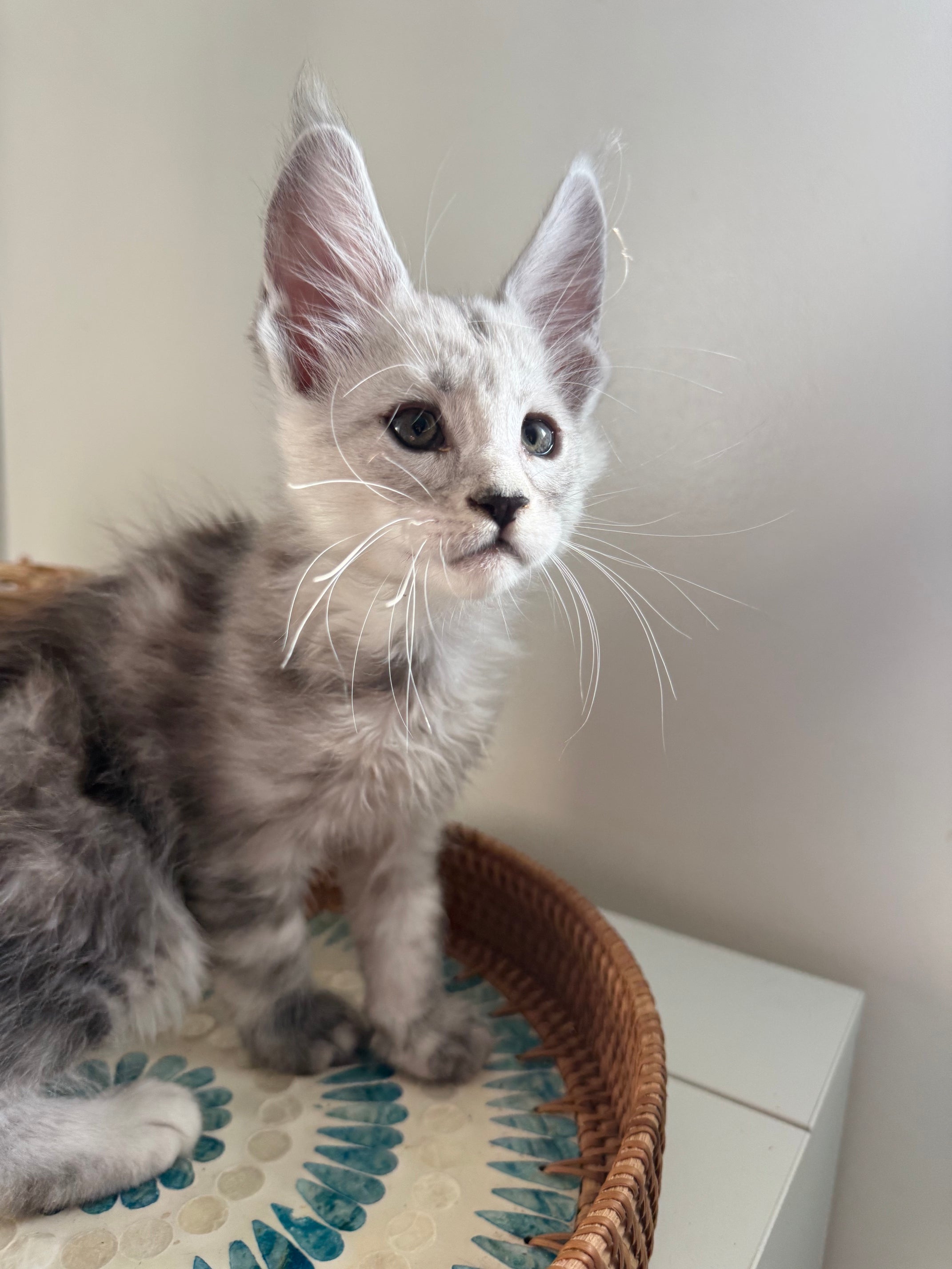 Pale Silver Maine Coon male / Located in Ottawa area