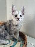 Load image into Gallery viewer, Pale Silver Maine Coon male / Located in Ottawa area
