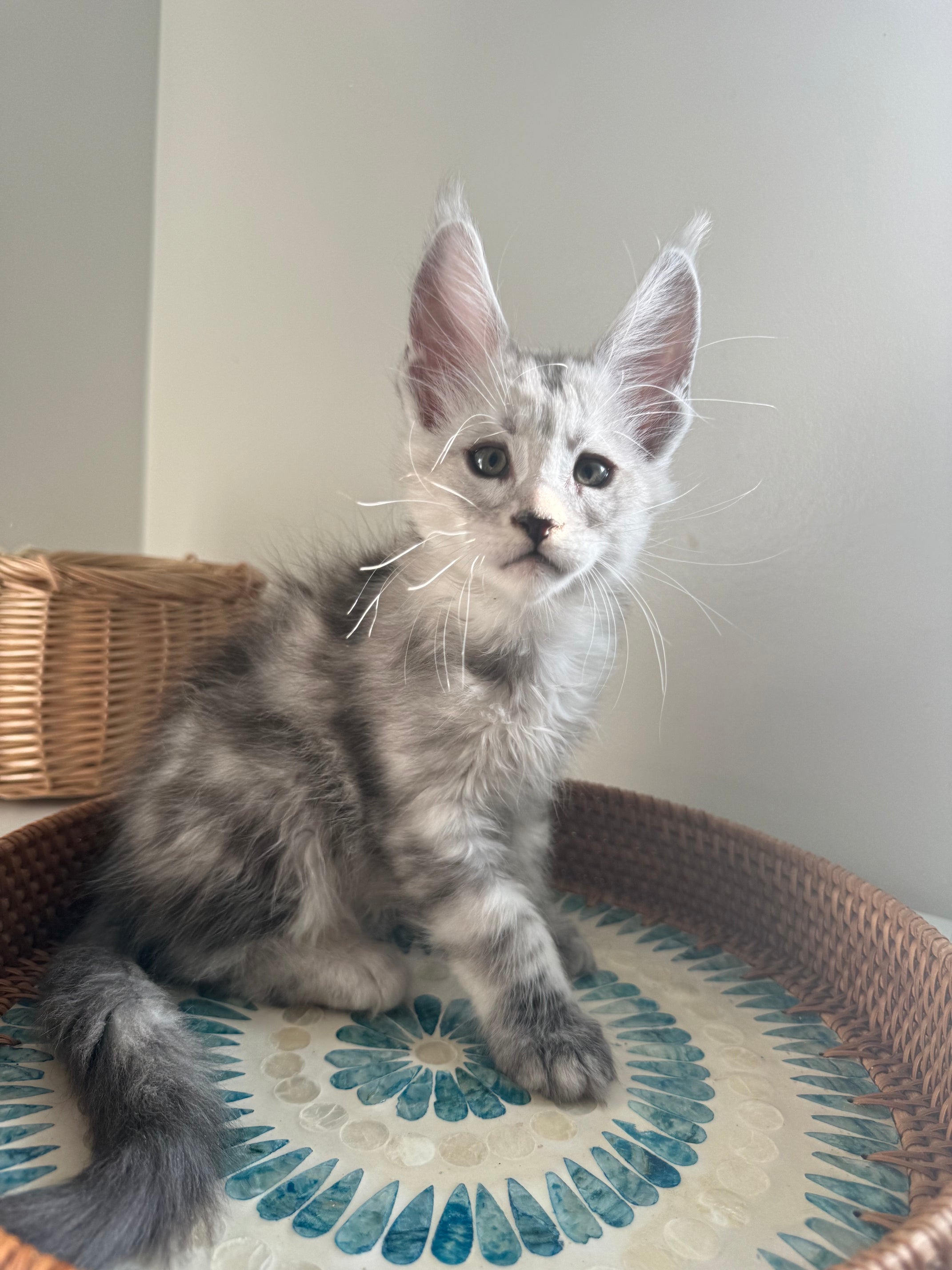Pale Silver Maine Coon male / Located in Ottawa area