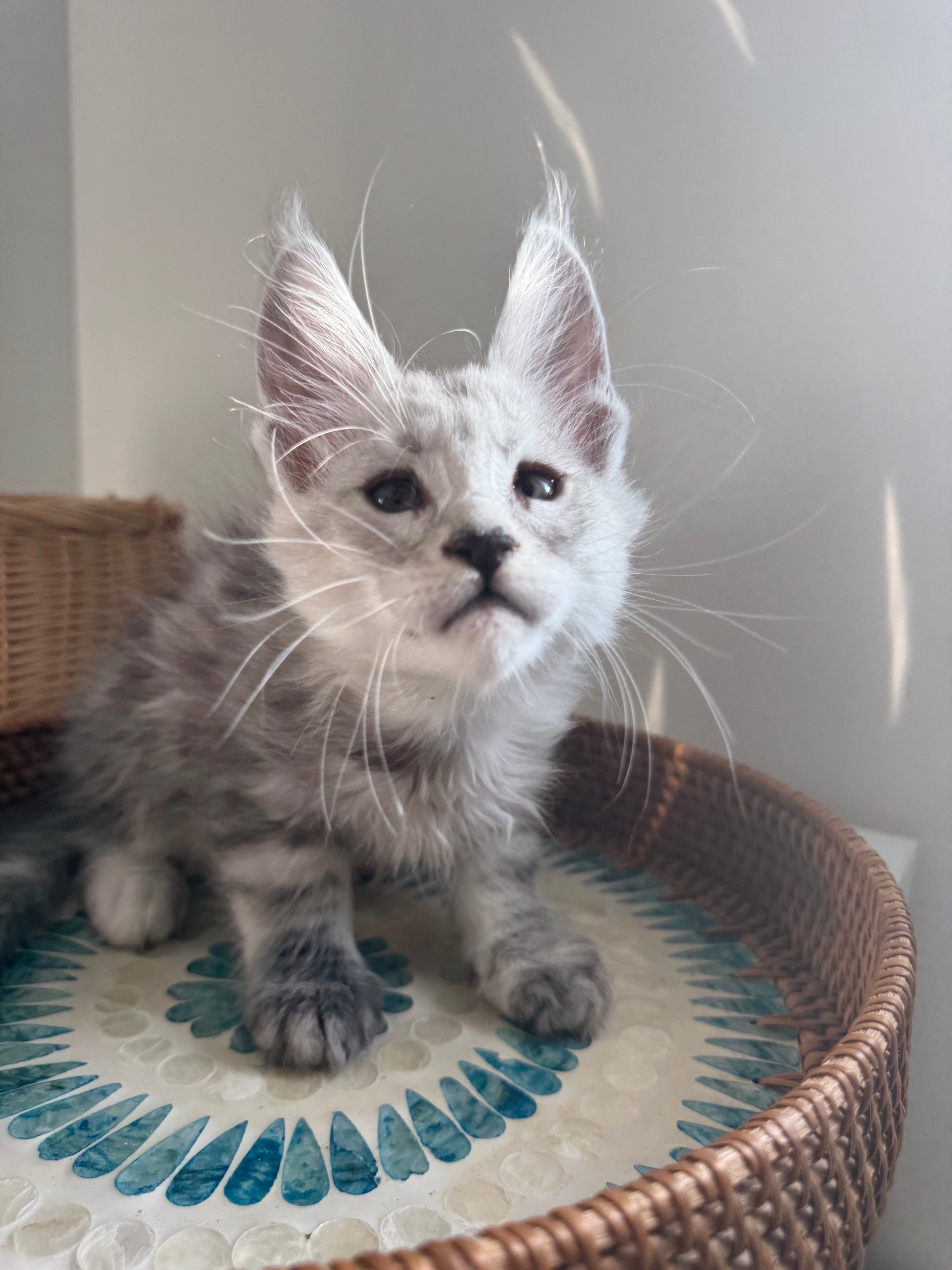 Pale Silver Maine Coon male / Located in Ottawa area