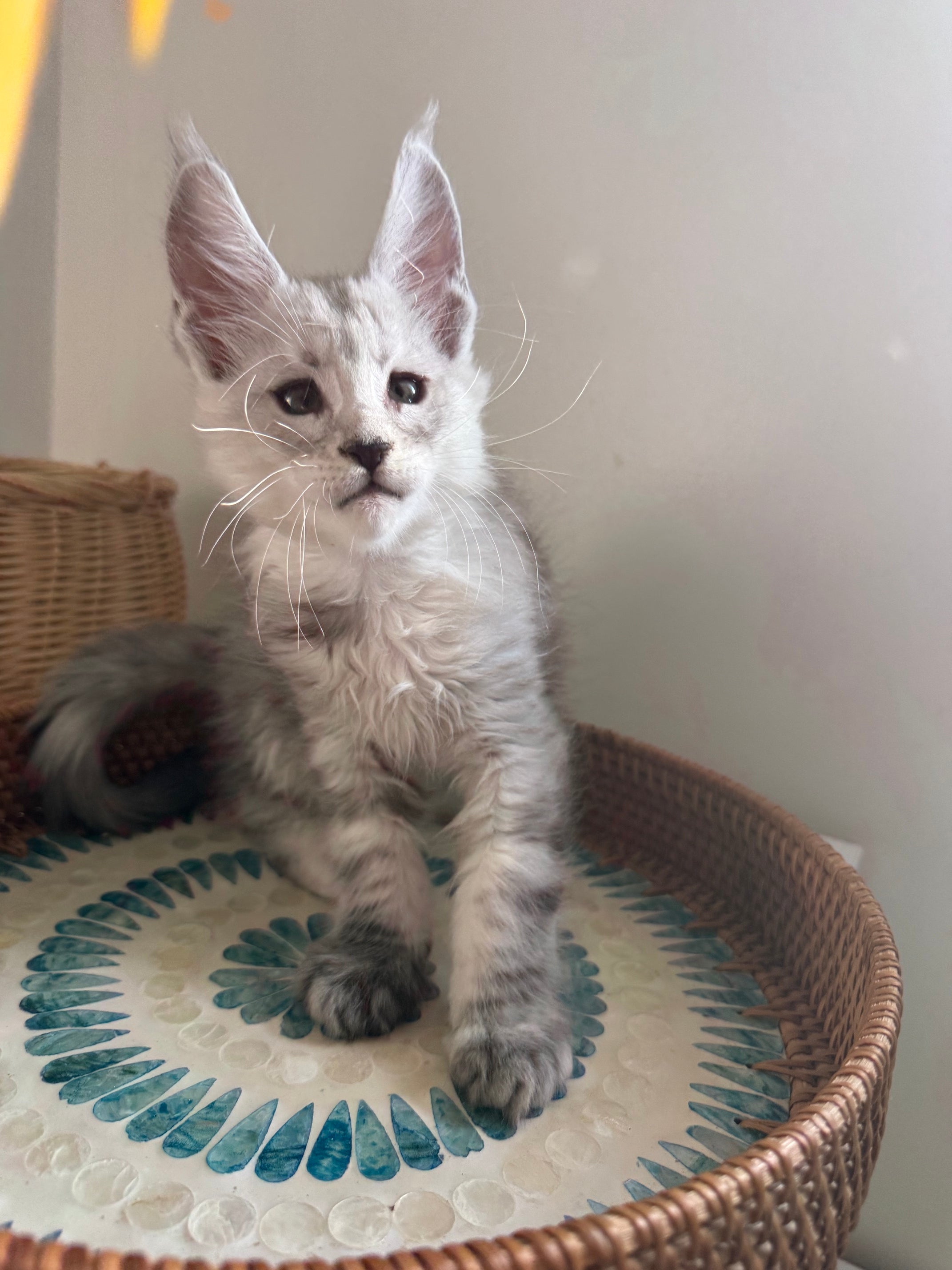 Pale Silver Maine Coon male / Located in Ottawa area