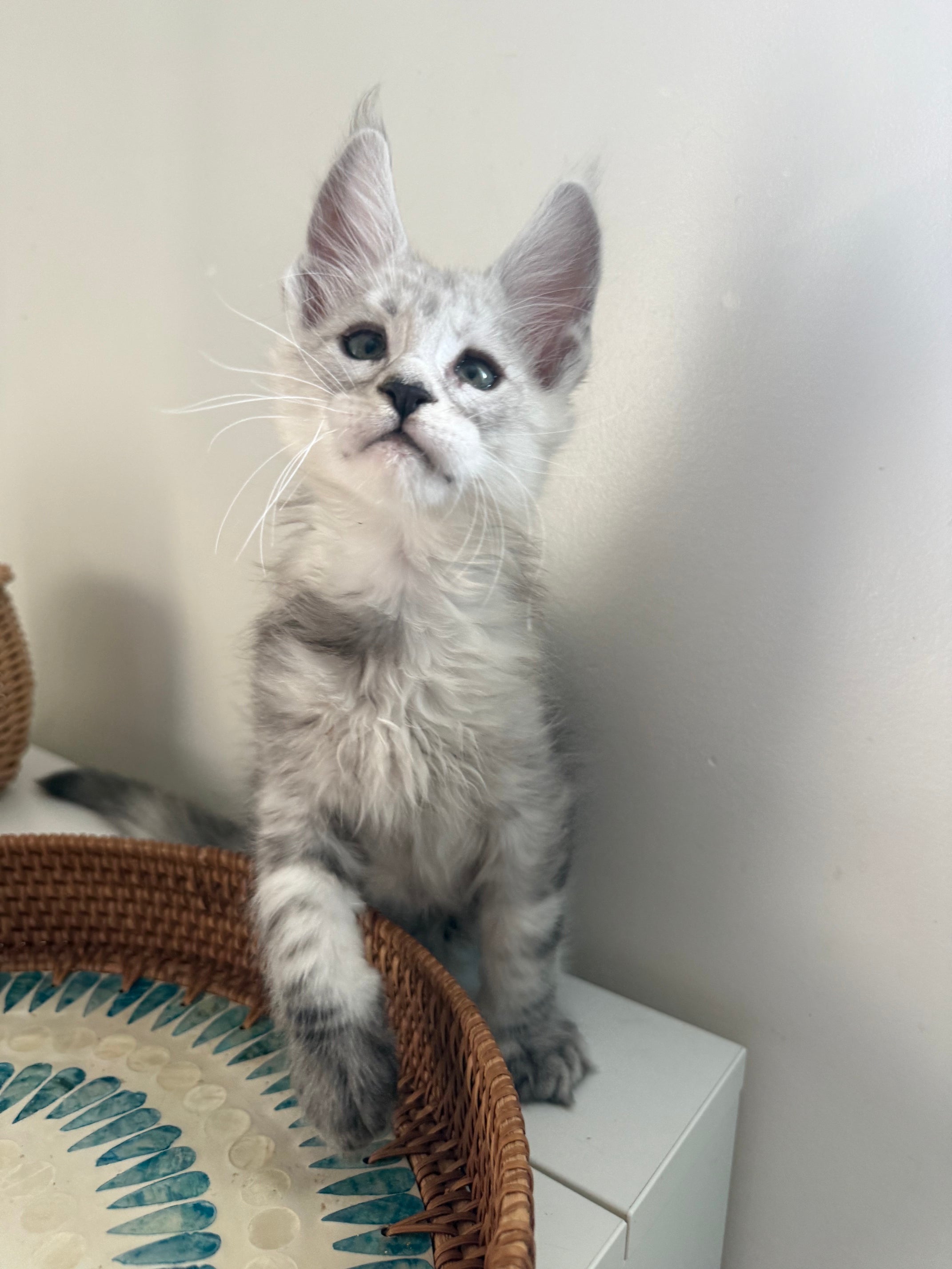 Pale Silver Maine Coon male / Located in Ottawa area