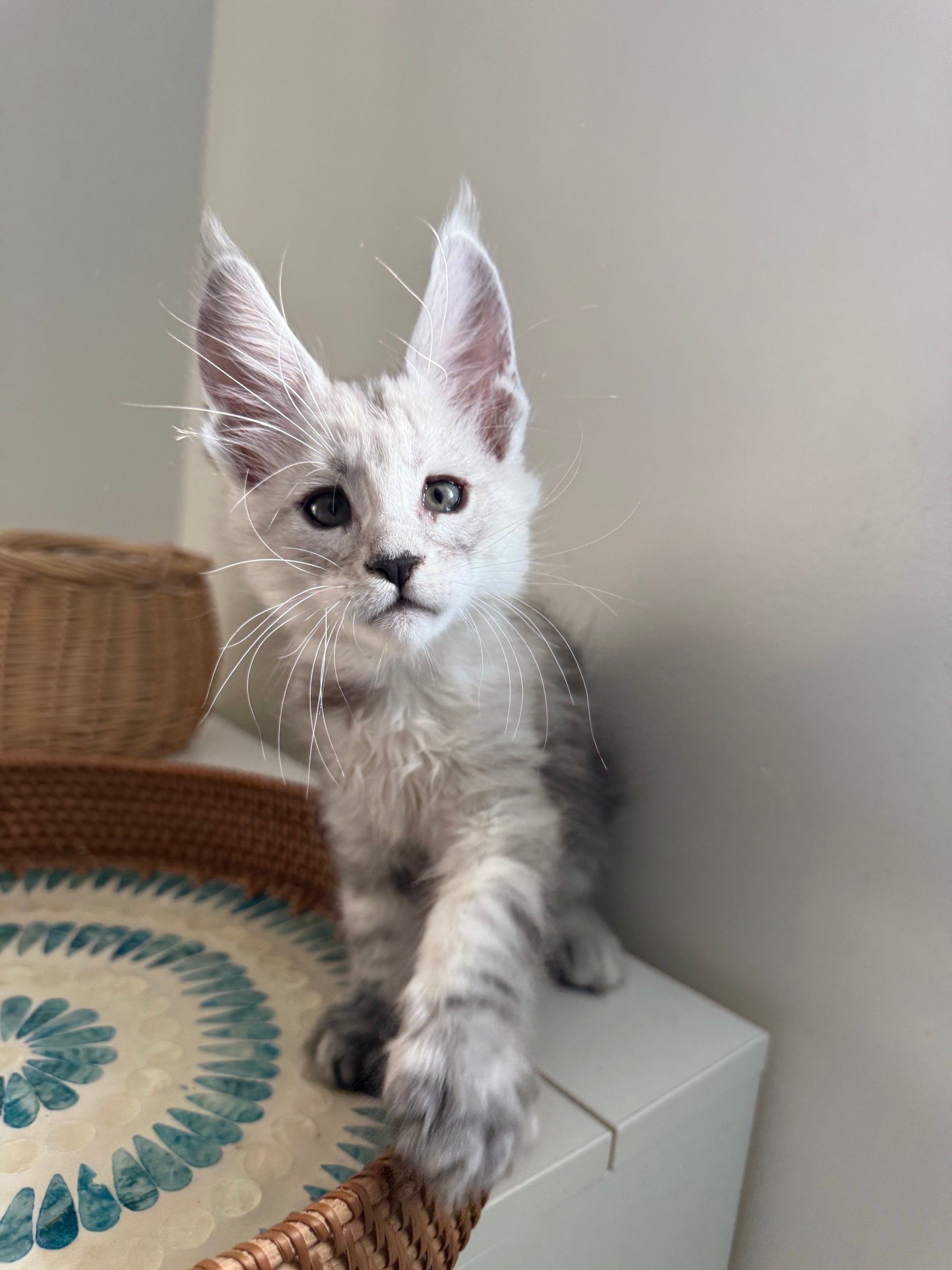 Pale Silver Maine Coon male / Located in Ottawa area