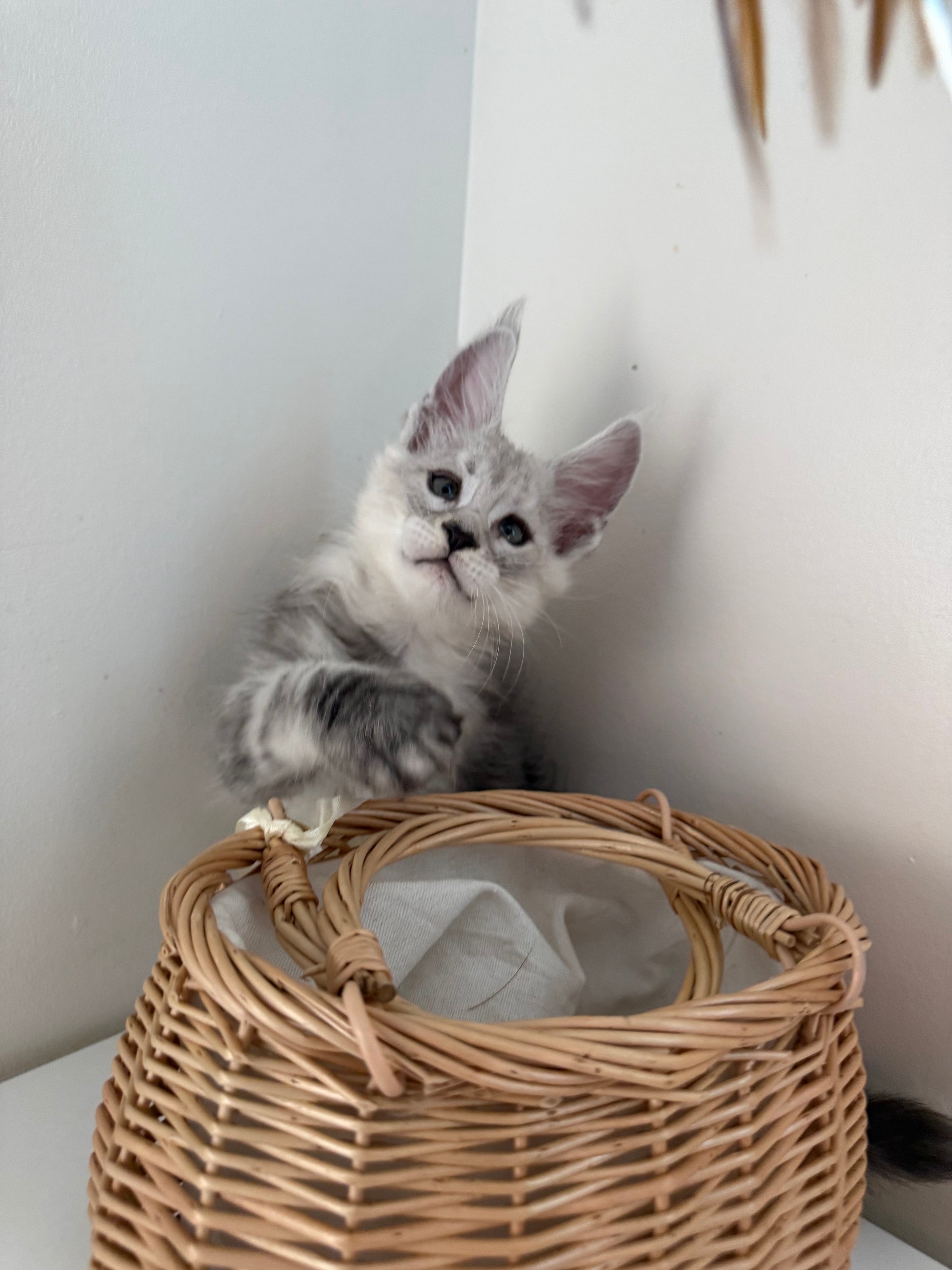 Pale Silver Maine Coon male / Located in Ottawa area