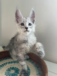 Load image into Gallery viewer, Pale Silver Maine Coon male / Located in Ottawa area
