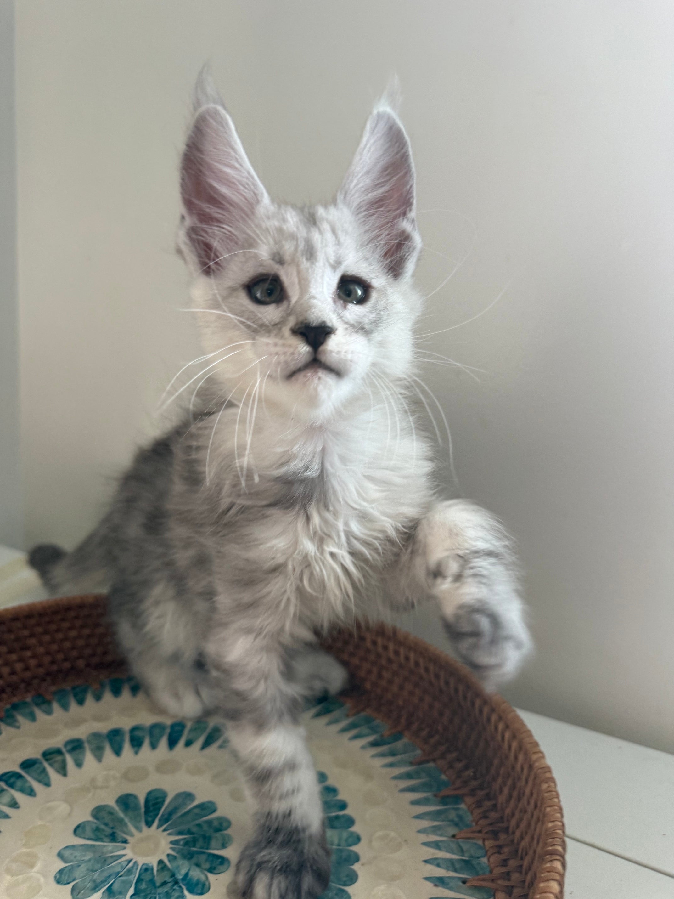 Pale Silver Maine Coon male / Located in Ottawa area