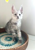 Load image into Gallery viewer, Pale Silver Maine Coon male / Located in Ottawa area

