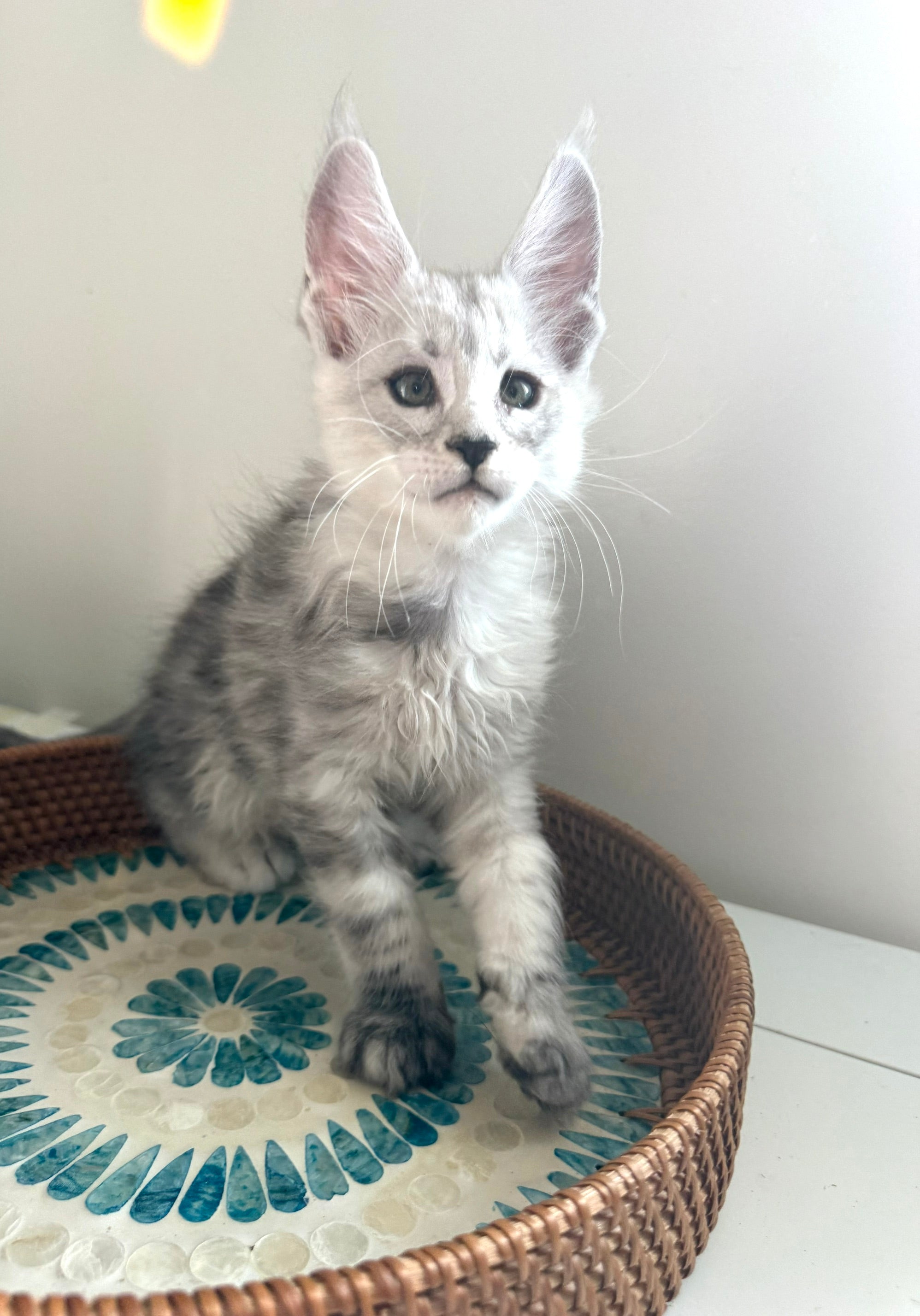 Pale Silver Maine Coon male / Located in Ottawa area