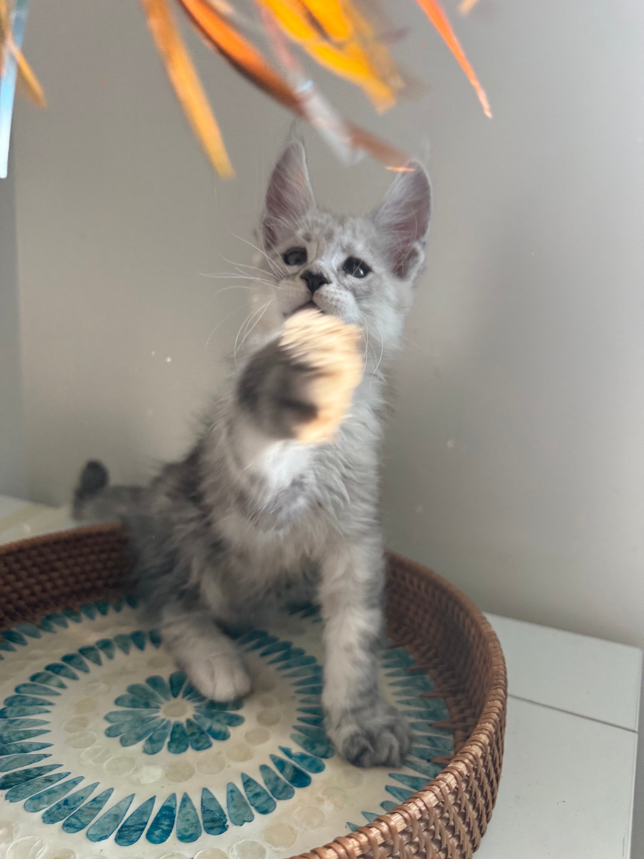 Pale Silver Maine Coon male / Located in Ottawa area