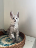 Load image into Gallery viewer, Pale Silver Maine Coon male / Located in Ottawa area
