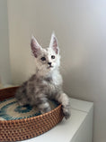 Load image into Gallery viewer, Pale Silver Maine Coon male / Located in Ottawa area
