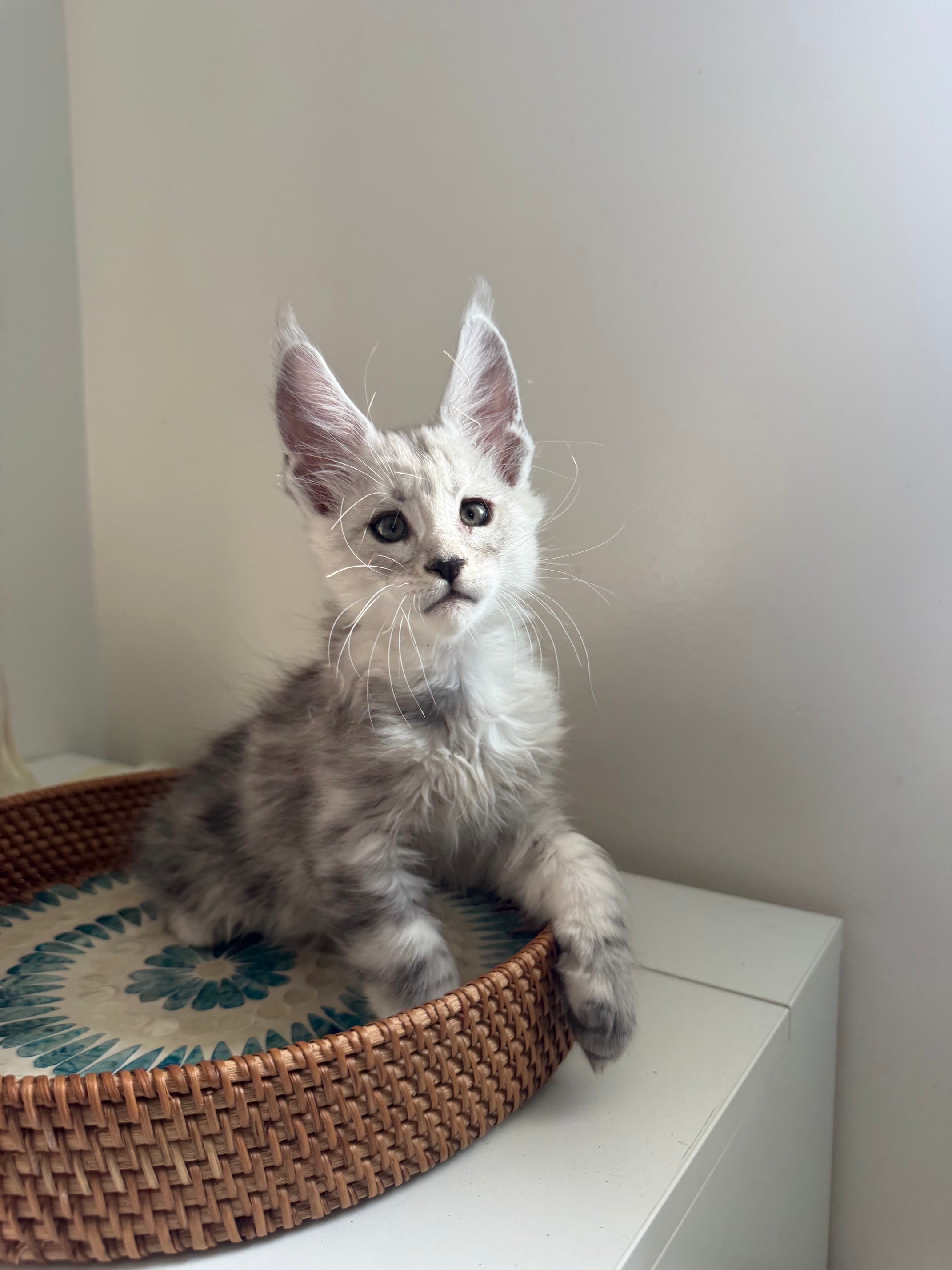 Pale Silver Maine Coon male / Located in Ottawa area