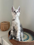 Load image into Gallery viewer, Pale Silver Maine Coon male / Located in Ottawa area

